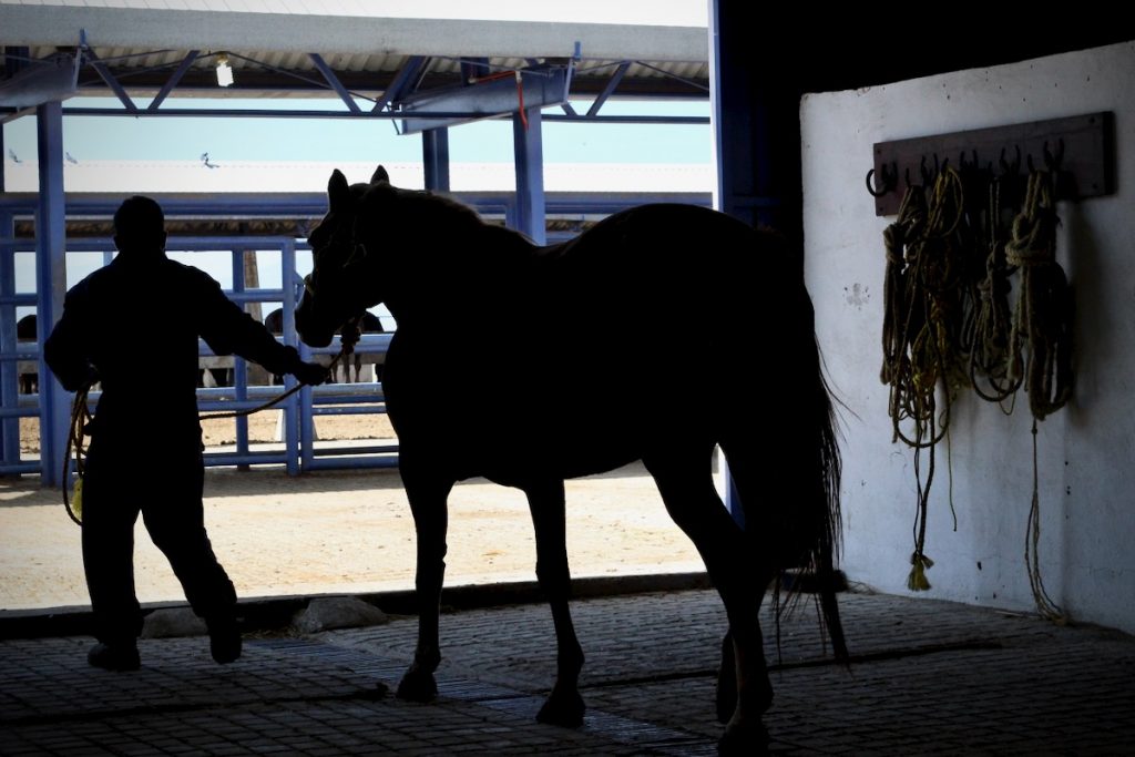 Suero de caballos contra el covid-19: la investigación en México para salvar pacientes graves