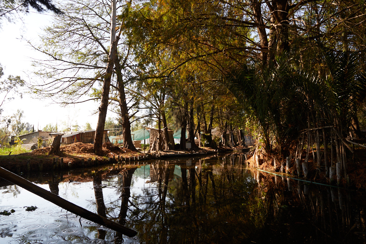 Xochimilco: reflejos sobre el agua turbia
