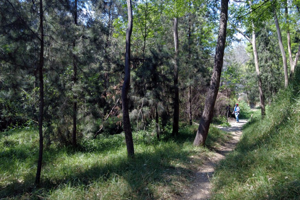 Pódcast: un paseo por el bosque de Los Remedios