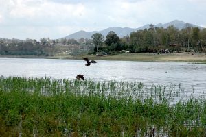 Cuautitlán Izcalli: vecinos se organizan para salvar el humedal