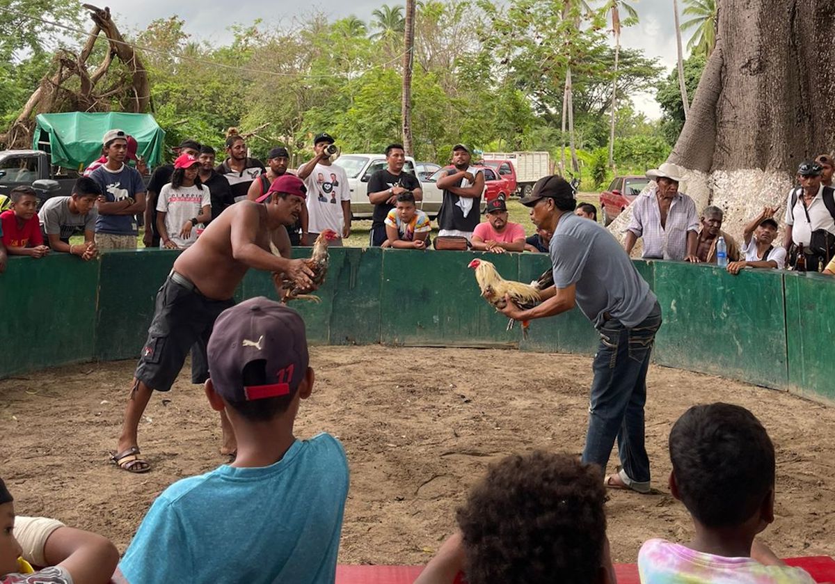Pelea de Gallos en Comaltemec, Guerrero. Foto:Ethan Hernández Balanzar