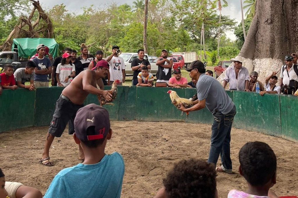 Maltrato y tradición: las peleas de gallos en la Costa Chica de Guerrero