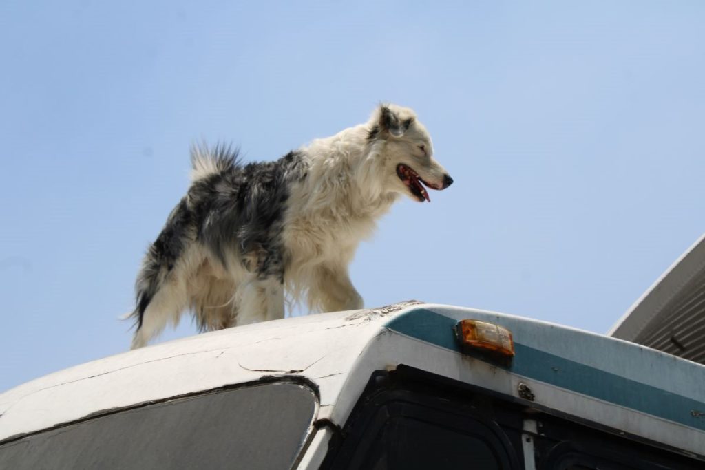 Héroes de cuatro patas: los perros rescatistas de la UNAM