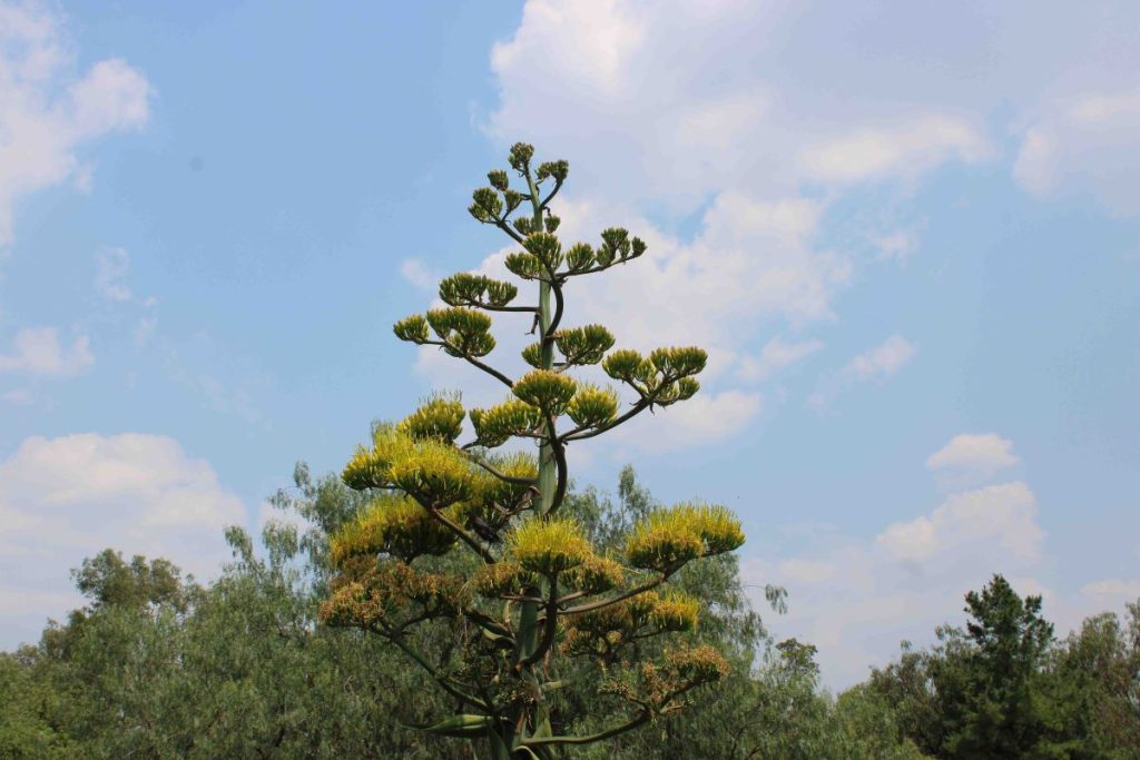 Agave sp. solo florecen una vez en su vida, el quiote es aquel que porta flores y son cortadas para la obtención de tequila, mezcal y pulque. (Fotografía: Riza Sánchez).