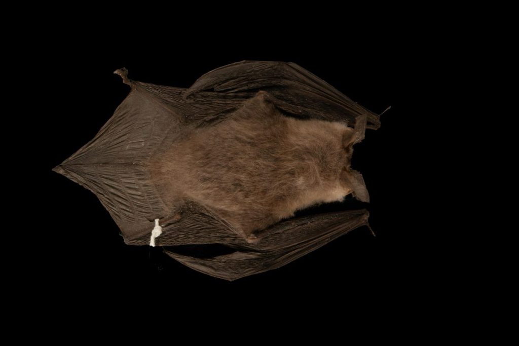 Ejemplar referente descrita como la nueva especie de murciélago mula de León-Paniagua ubicada en el Museo de Zoología de la Facultad de Ciencias, UNAM. (Fotografía: Issachar L. et al.)