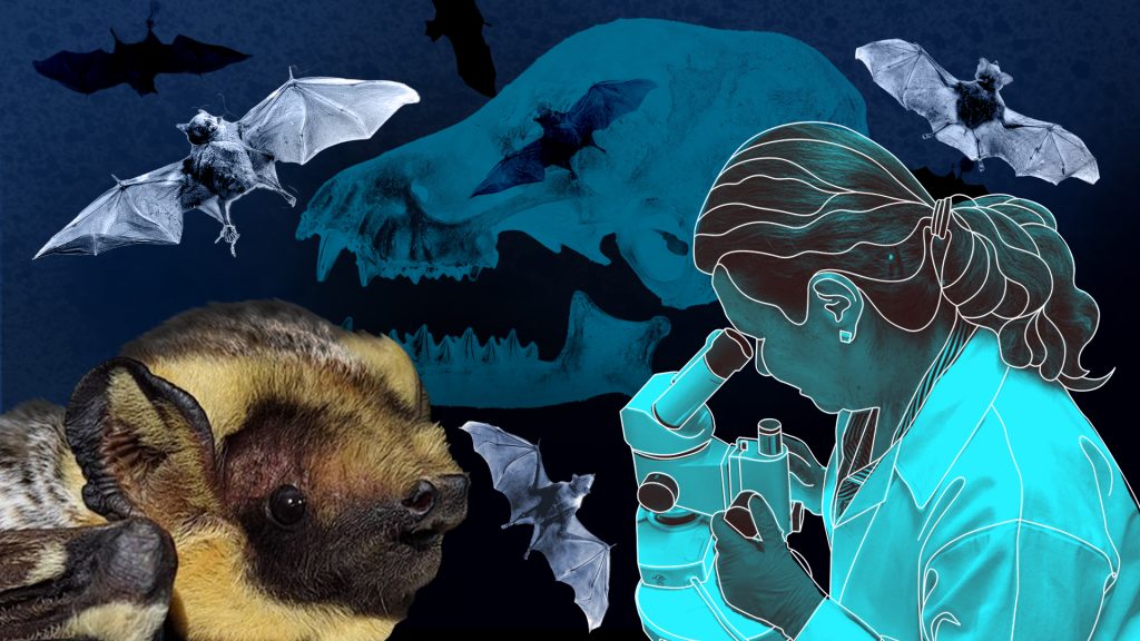 Murciélago mula de León-Paniagua: una nueva especie mexicana