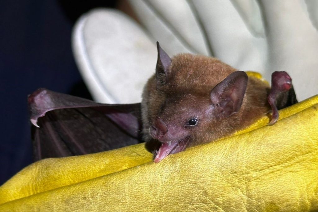 A nivel mundial existen más de 1400 especies de murciélagos y en México albergamos el 10% de esta diversidad. La más reciente descubierta es el murciélago mula de León‑Paniagua (Fotografía: Kahori Ramírez).