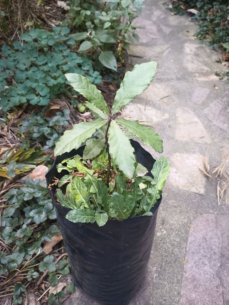 Encino blanco listo para su venta en el Jardín Botánico de la UNAM.