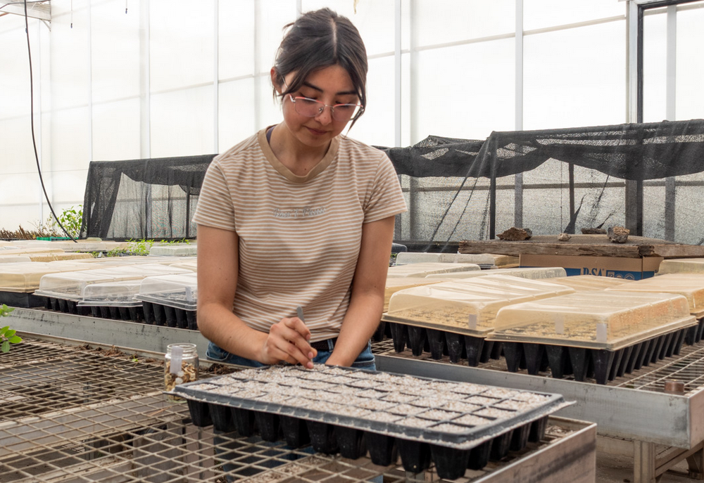 Biólogas que realizan su servicio social en el invernadero aprenden sobre los tratamientos que requieren las especies para su germinación.