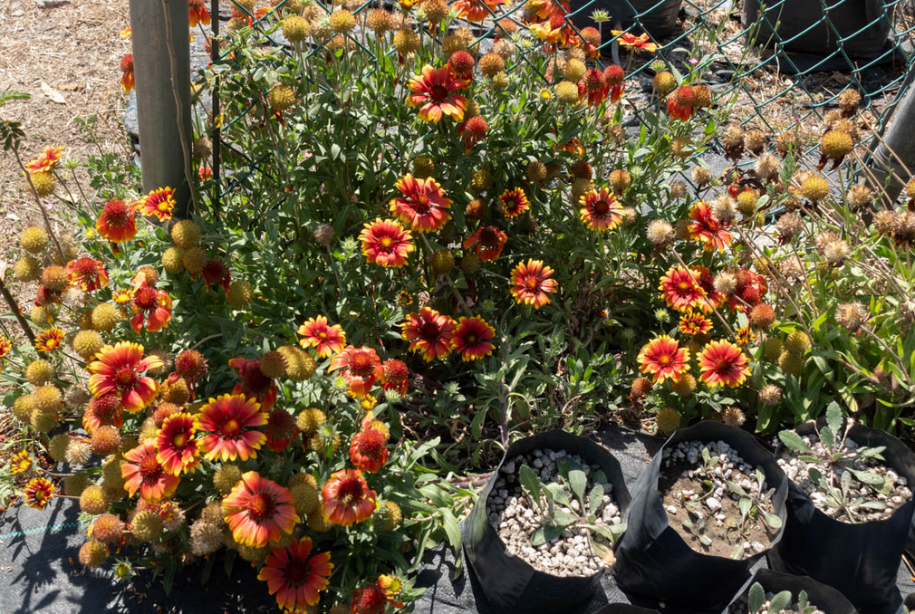 Plantas nativas que se reproducen en el invernadero del Jardín Botánico de la UNAM.