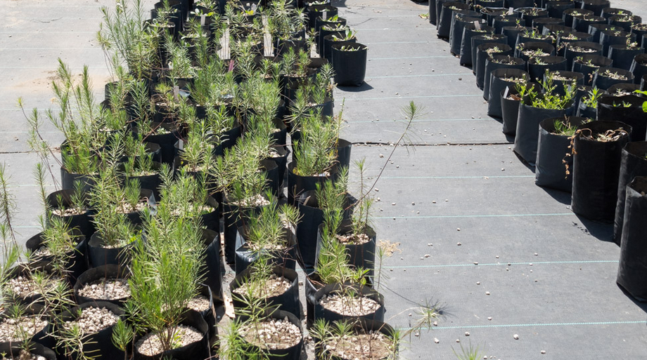 Árboles y arbustos nativos que se producen en el invernadero del Jardín Botánico de la UNAM.